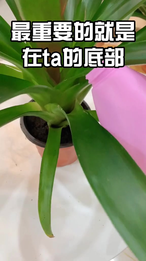 鸿运当头凤梨花保姆级养护攻略,这植物有个性