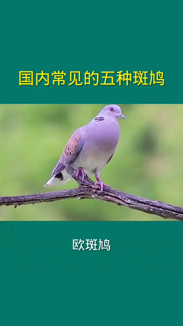 国内常见的五种斑鸠