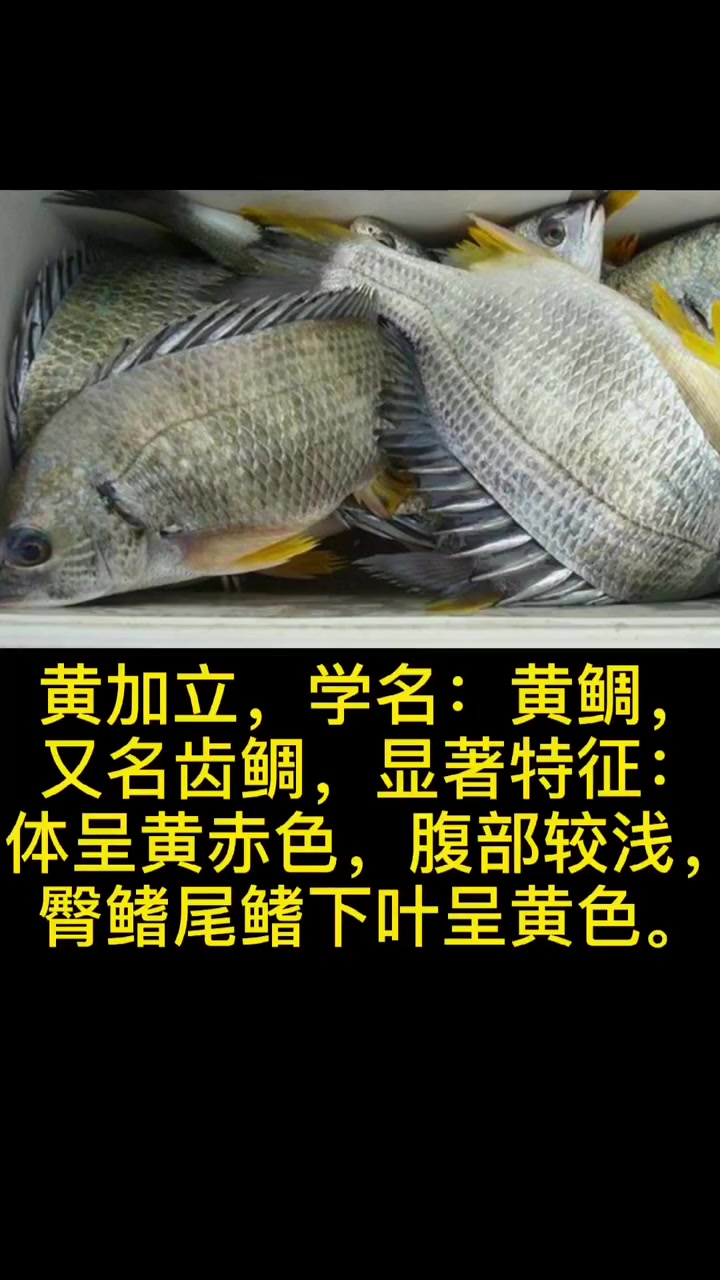 近岸海水路亚常见鱼种(第三期)四种常见鲷鱼如何区分