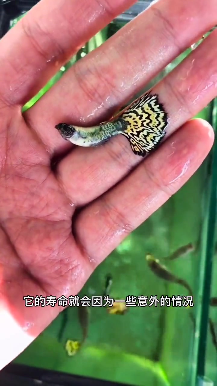 一条孔雀鱼小可爱到底能活多久