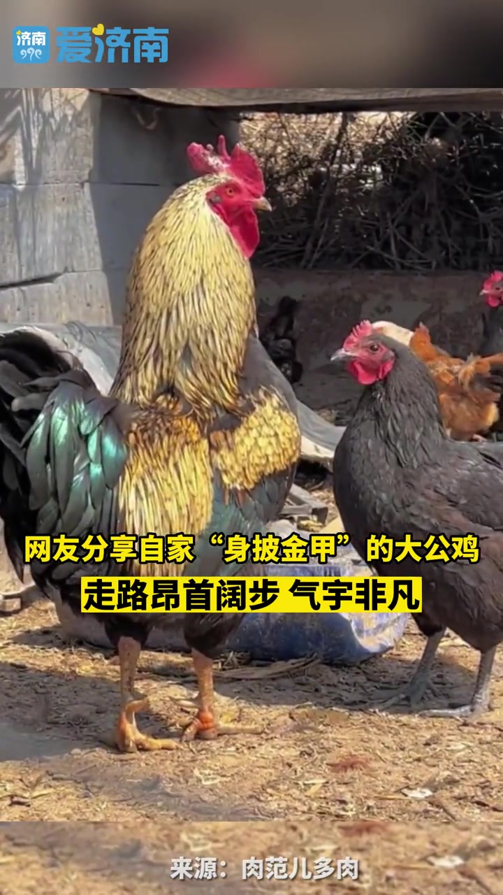 网友分享自家“身披金甲”的大公鸡,走路昂首阔步,气宇非凡。公鸡 农村 公鸡中的战斗机 神奇