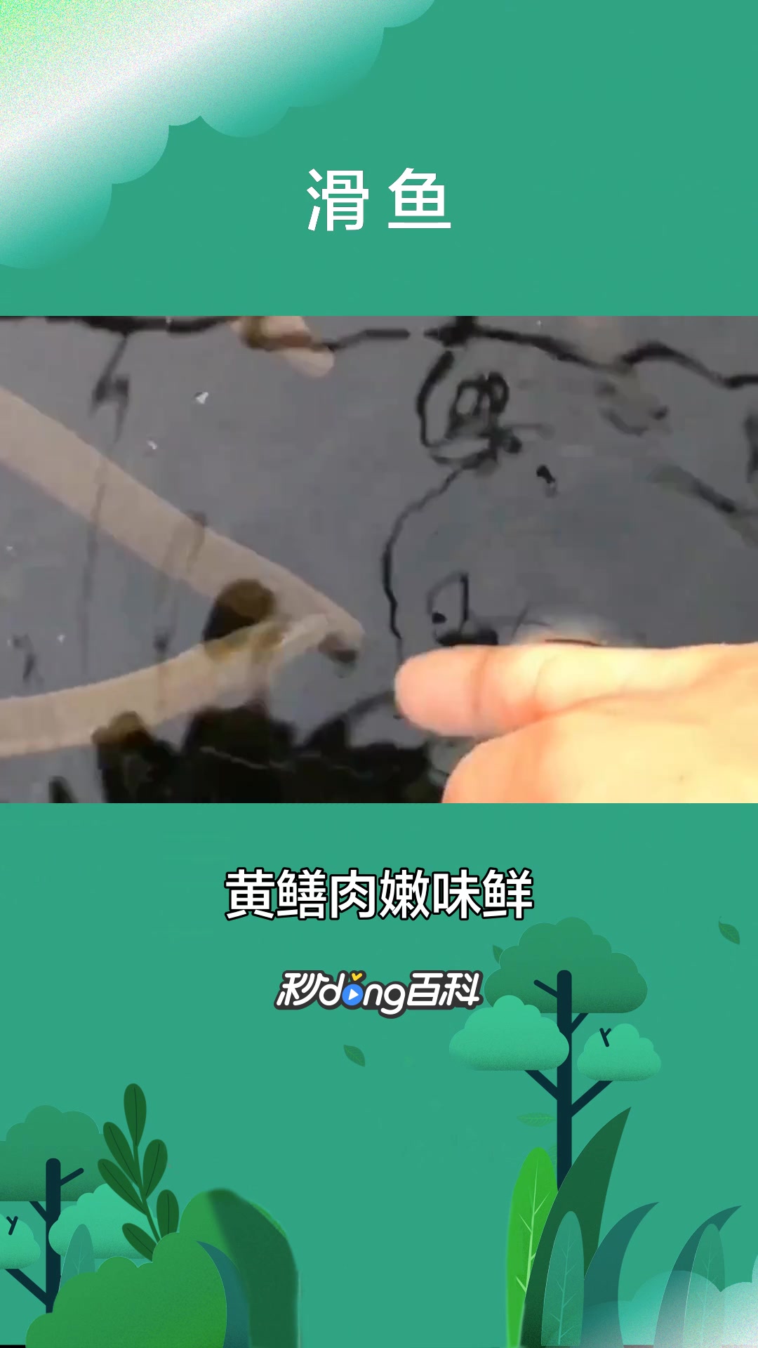 一分钟了解合鳃鱼科动物滑鱼