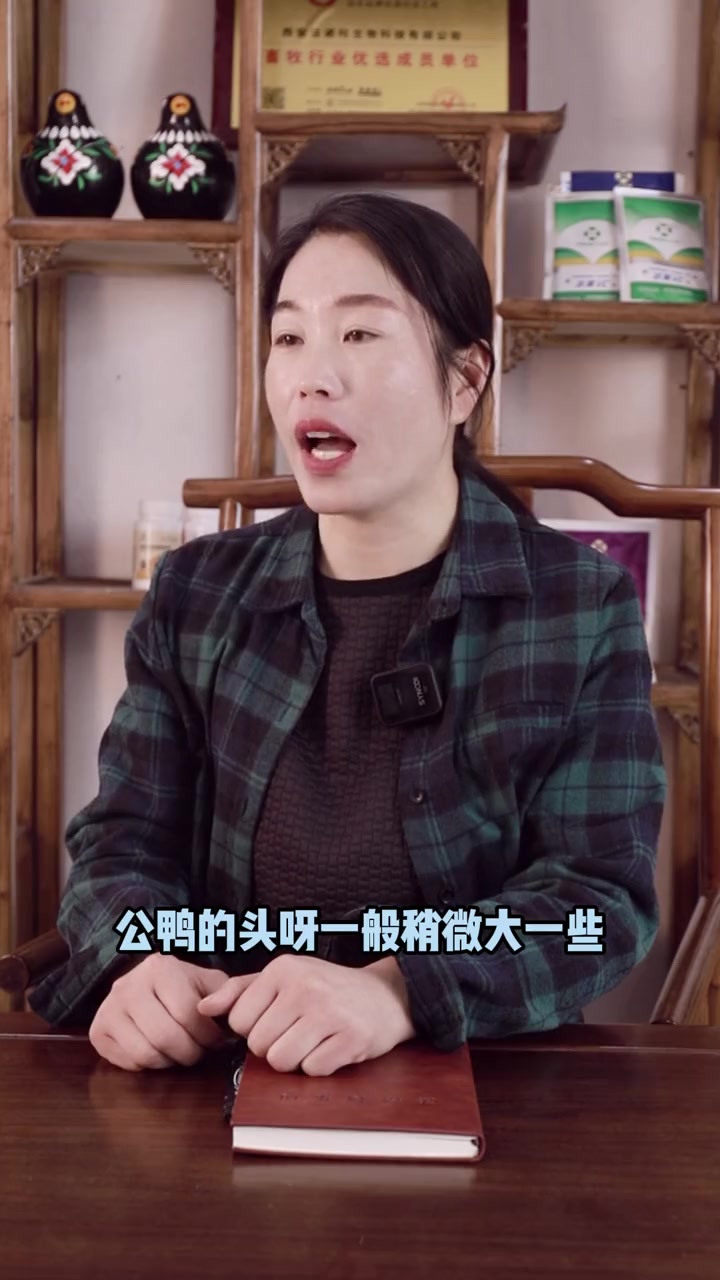 怎么分辨小鸭子的公母呢?你知道吗?豆老师来告诉你小诀窍