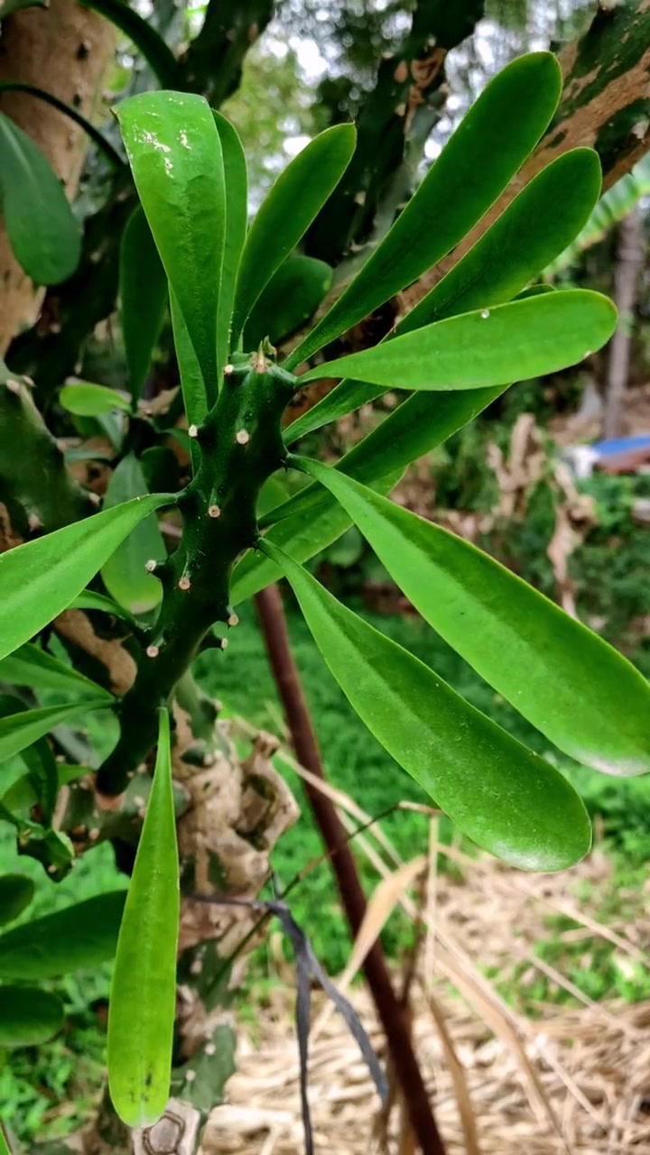 龙骨刺,霸王鞭,端午节拿来挂房门口,你知道有什么作用吗 龙骨刺 霸王鞭 三农 一花一草一世
