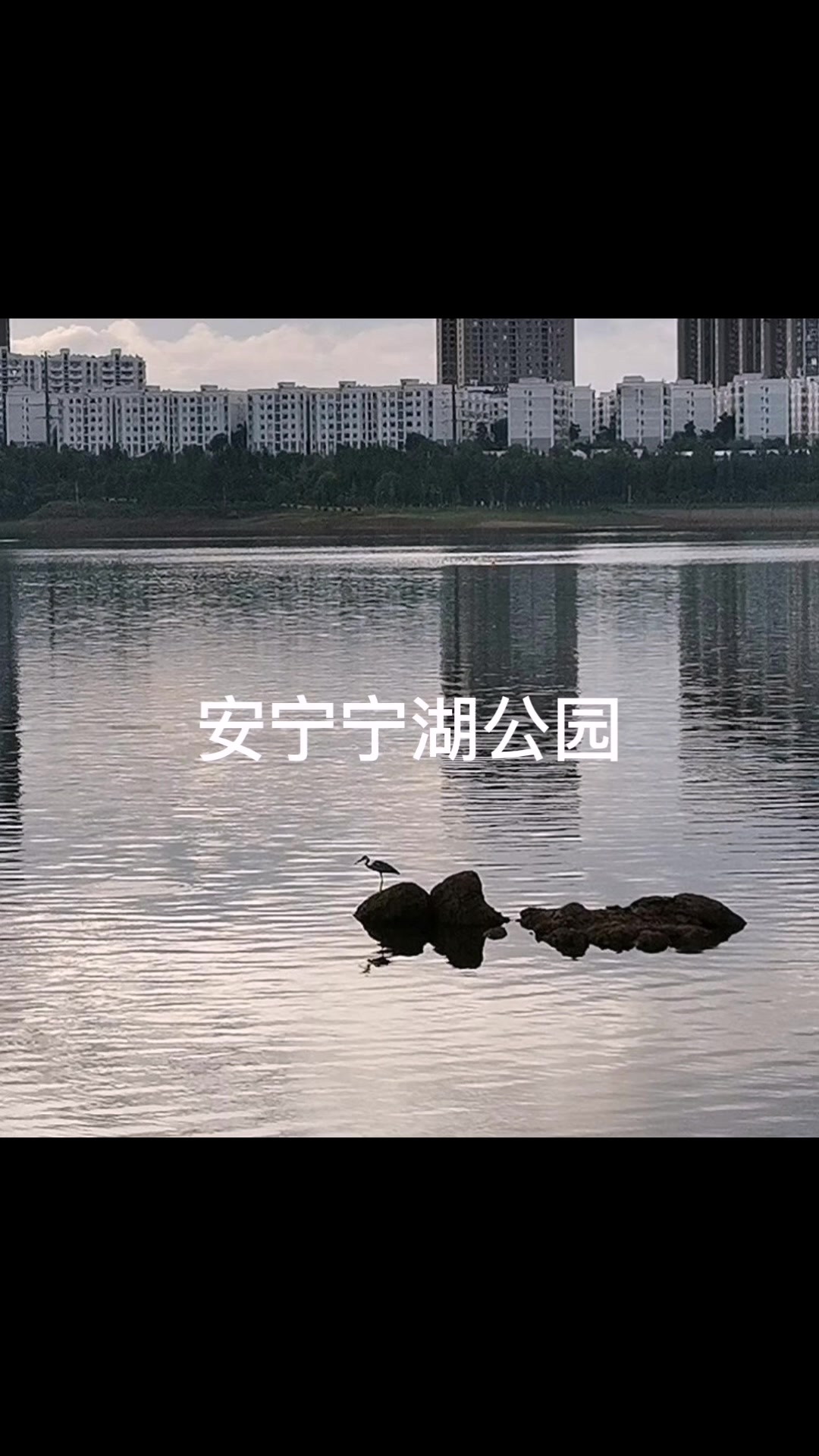 安宁宁湖公园的野生水鸟灰鹭