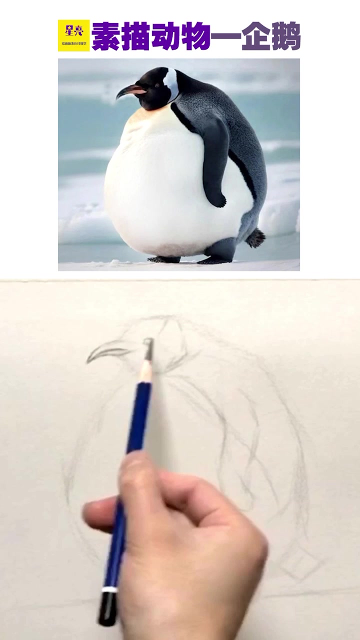 素描动物绘画企鹅