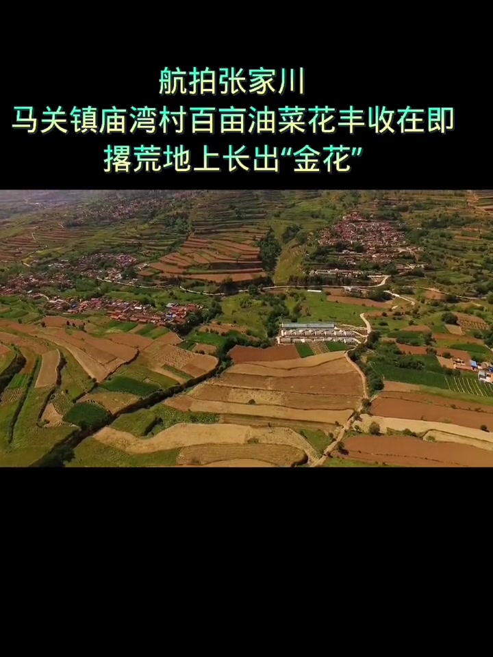 甘肃生活日记 航拍张家川,马关镇庙湾村百亩油菜花丰收在即,撂荒地上长出“金花”