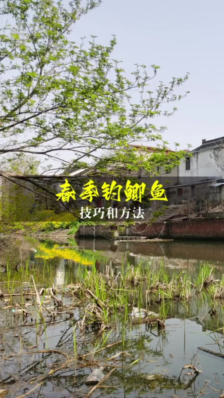 春季为什么晴天鱼难钓,春季钓鲫鱼技巧和方法,简单易学鱼获多 钓鱼 野钓技巧