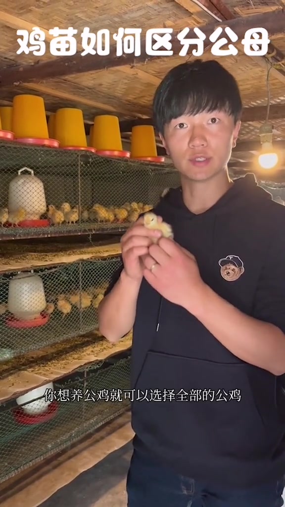 你知道小鸡如何分辨公母吗?