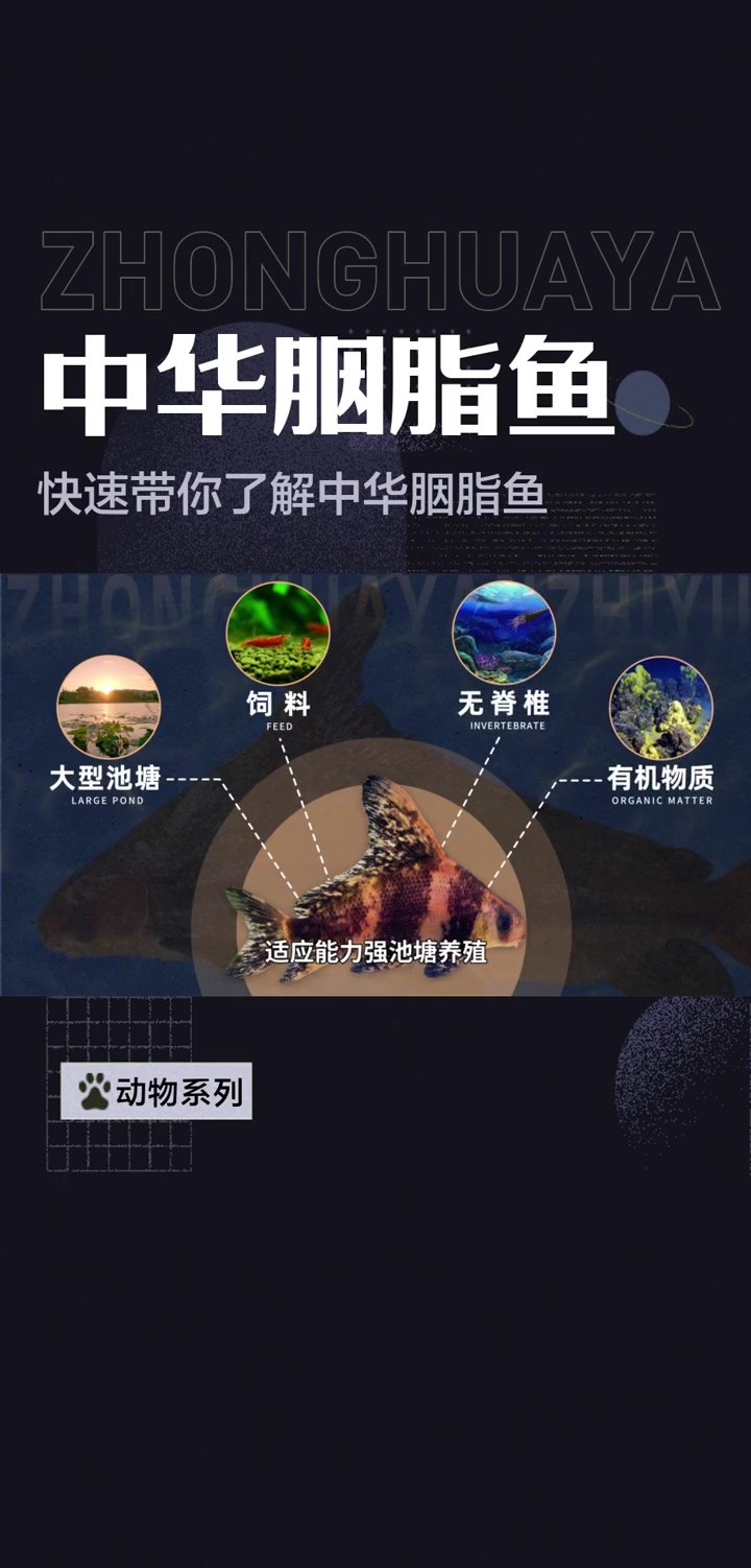 快速带你了解中华胭脂鱼