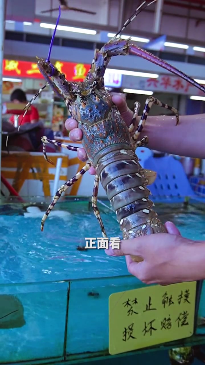 花龙学名叫做中华锦绣龙虾,头上带有橘黄色的斑纹