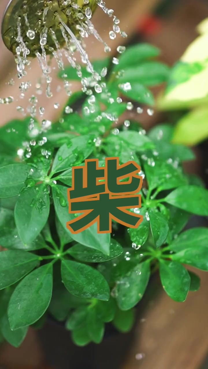 鹅掌柴AKA鸭脚木基础养护