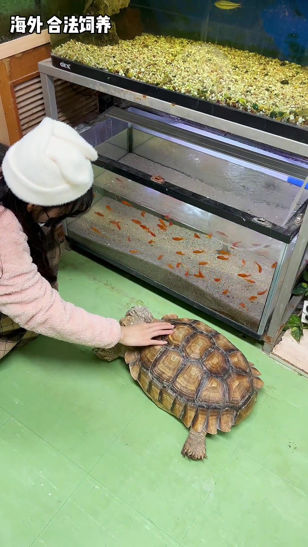 长见识了!鳄鱼!巨蟒!蝙蝠!日本宠物店真是啥都敢卖啊!宠物市场 日本生活