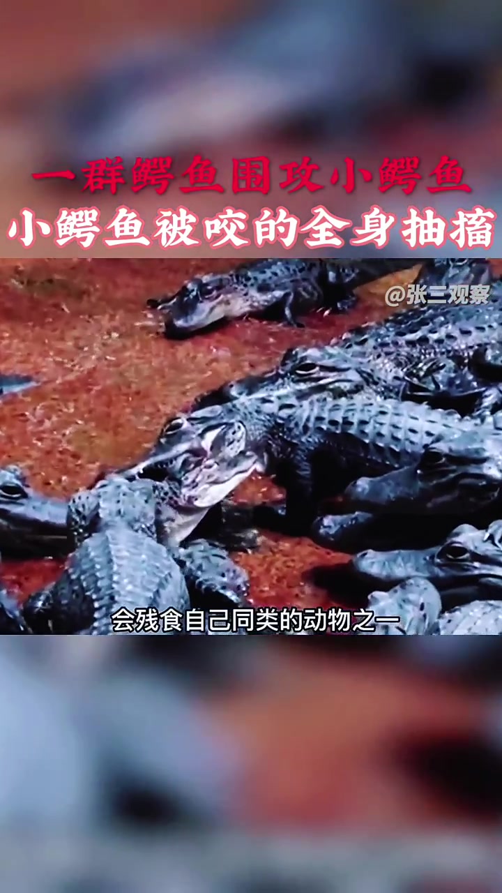 一群成年鳄鱼围攻小鳄鱼,小鳄鱼竟被咬的全身抽搐,现场惨叫不断