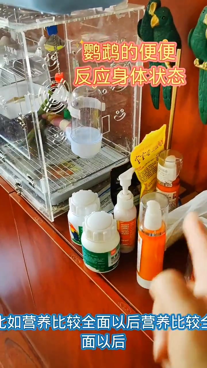 鹦鹉的便便颜色不统一,重点大家关注他是否浑浊,是否粘稠