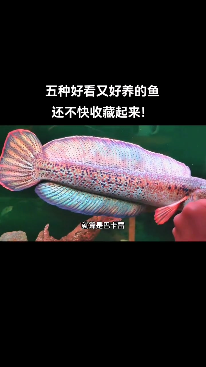五种好看又好养的鱼,还不快收藏起来