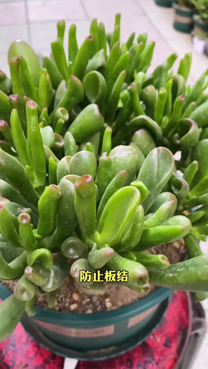 多肉吸财树的养护与注意事项