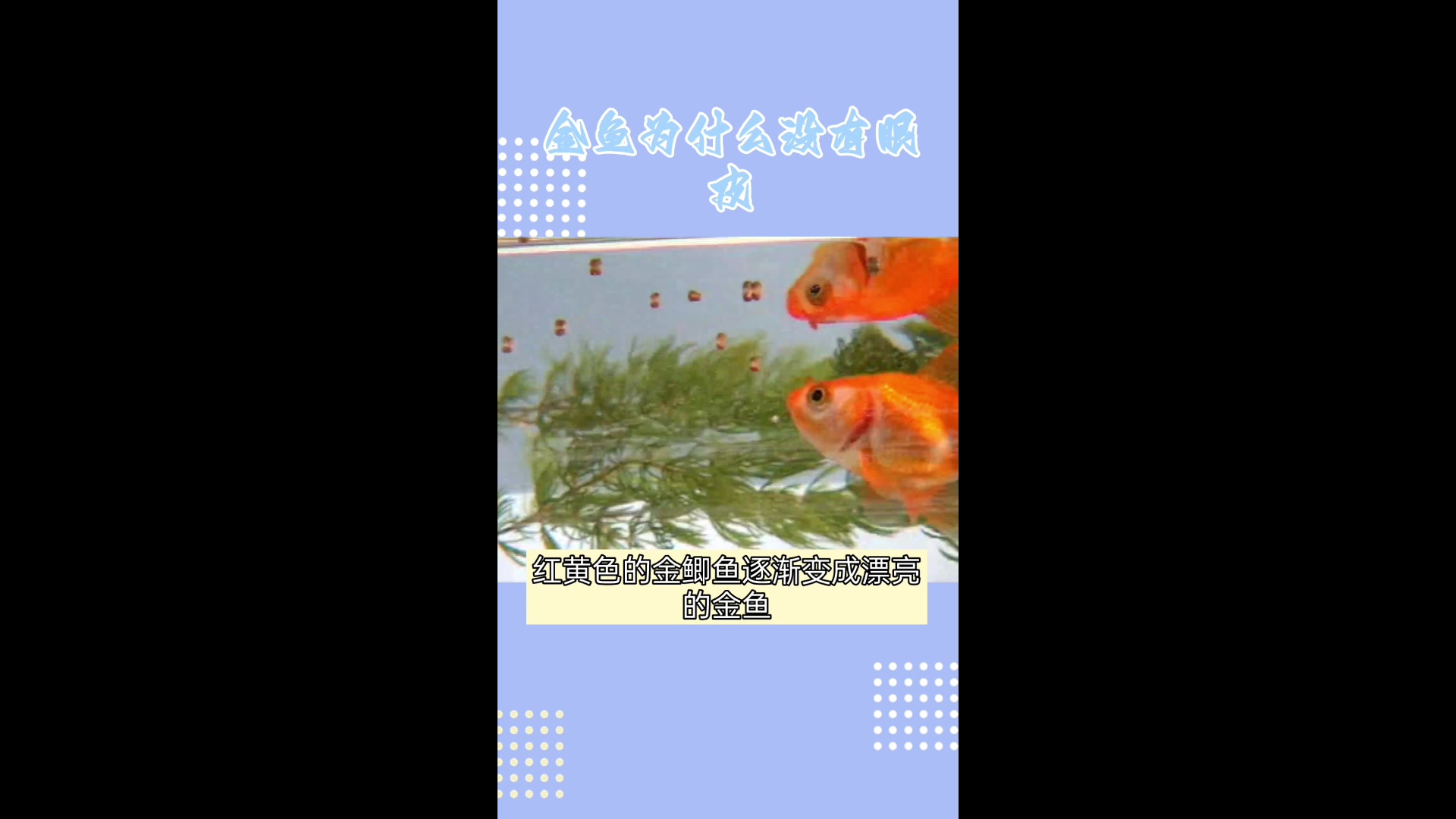 鲫鱼居然变成了金鱼