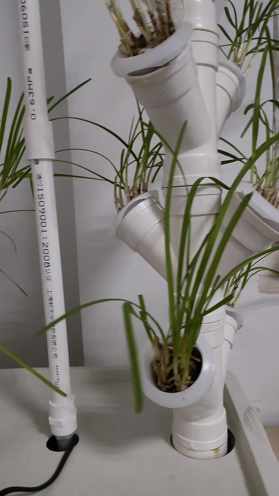 无土栽培水培韭菜就是这么容易还不试试