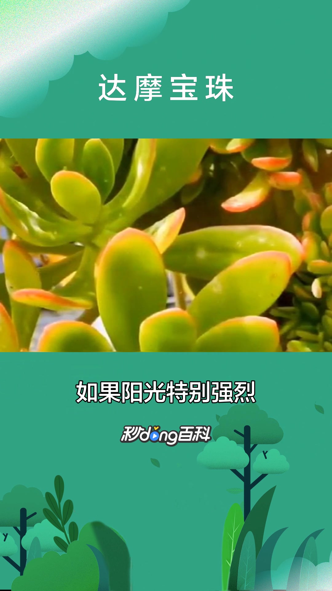 一分钟了解达摩宝珠