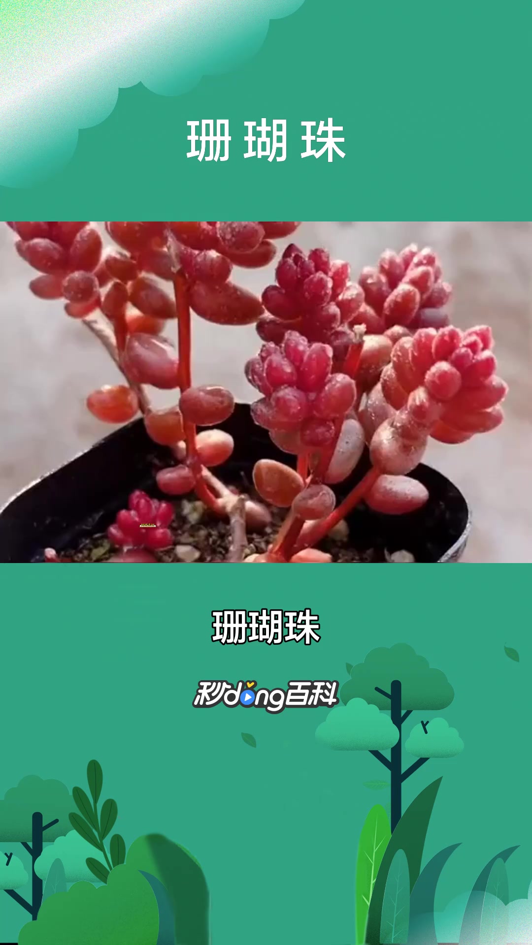 一分钟了解景天科植物珊瑚珠