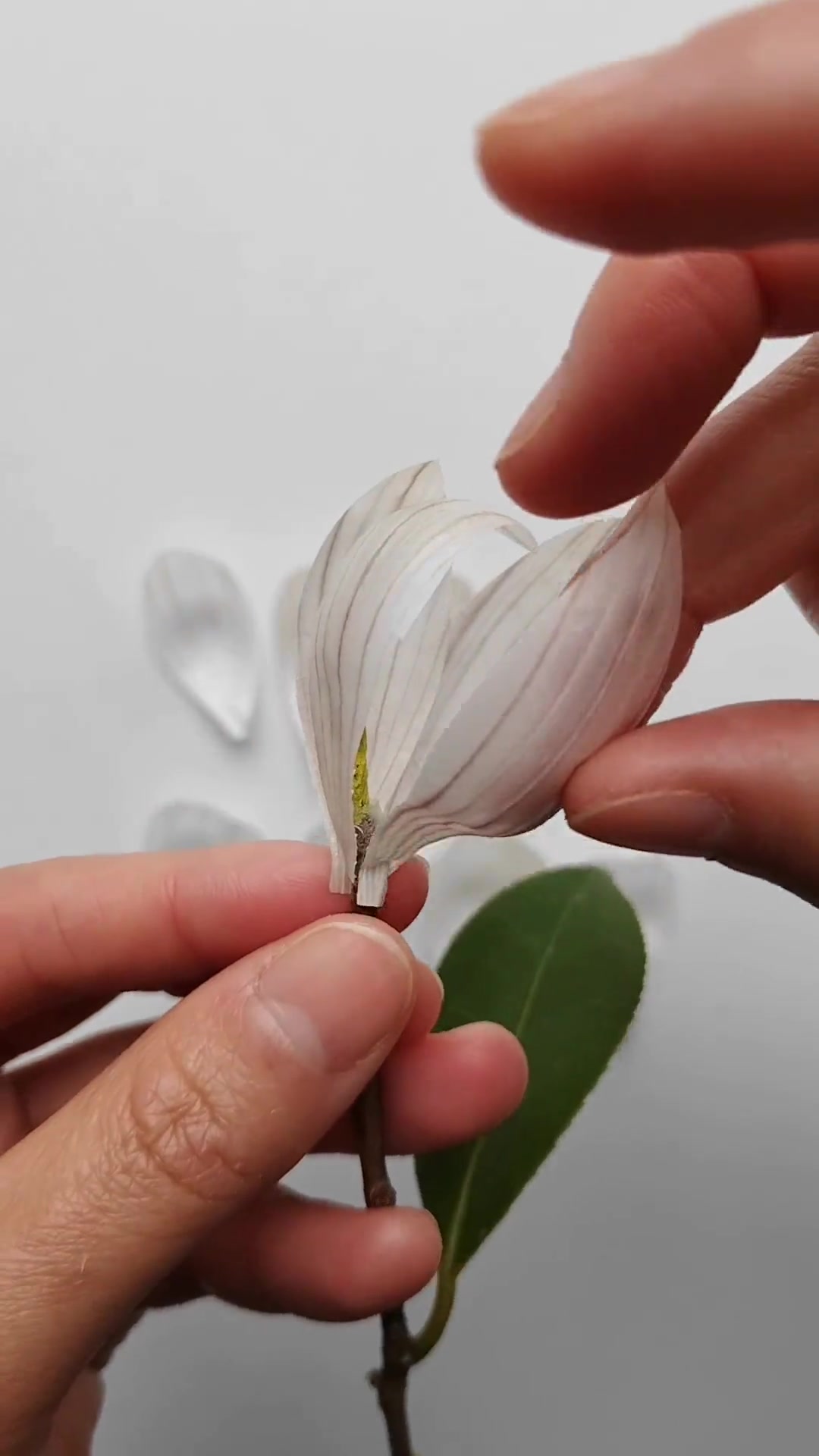 教你用大蒜皮来做朵花,成品太仙了,快来试试吧。任琐碎鸡毛蒜皮,仍不忘赠花予你,情人节快乐!
