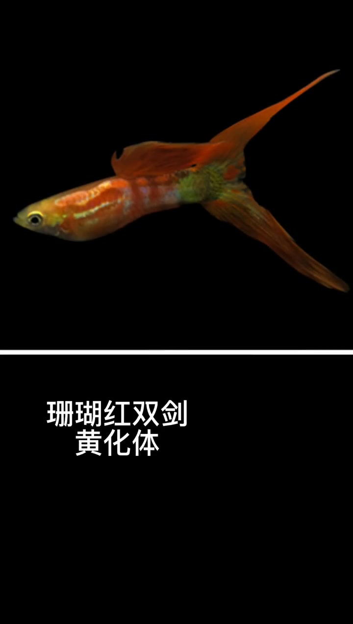 「孔雀鱼」几个随心玩的品系,为之着迷,深陷其中,不能自拔