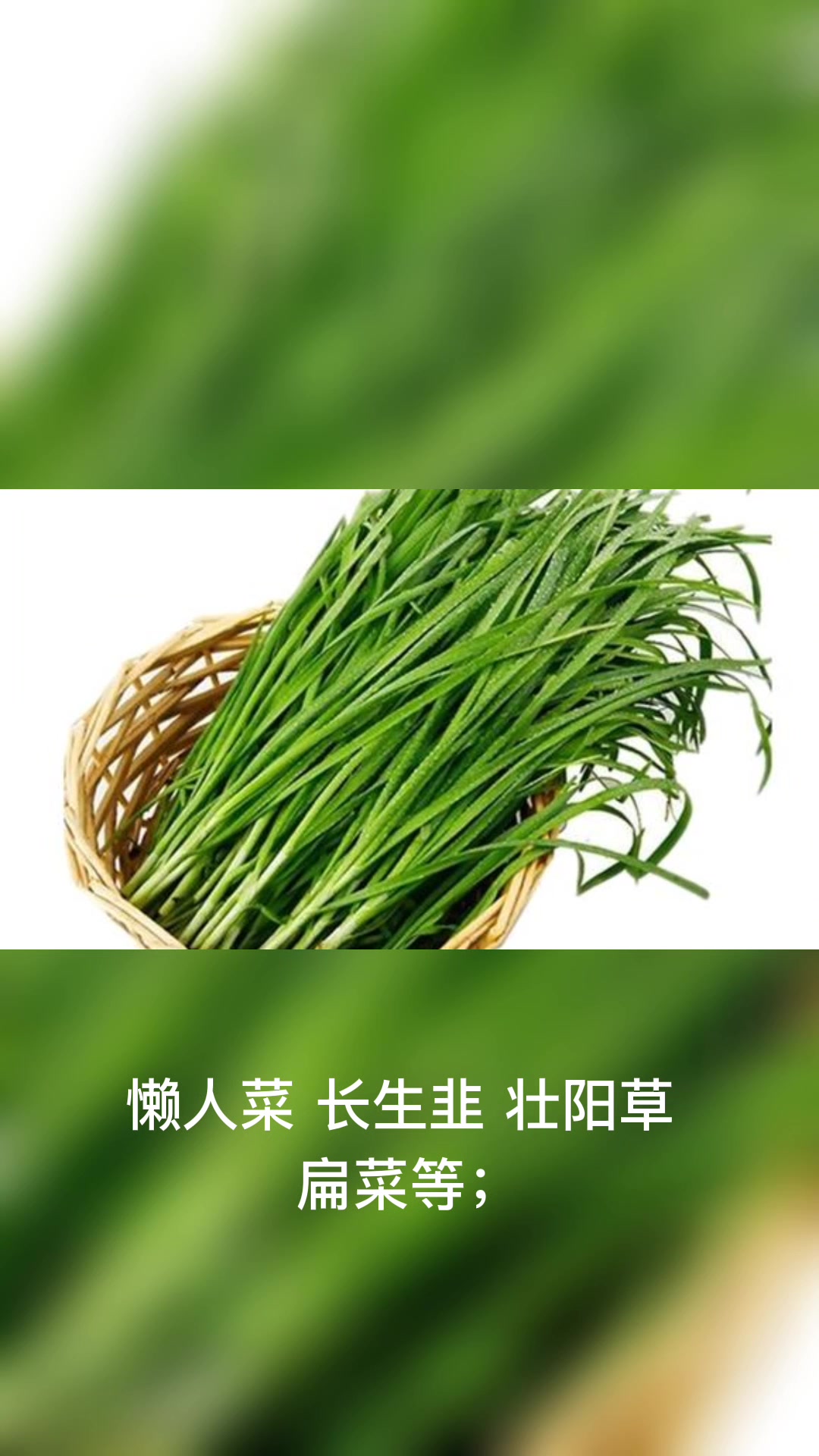 千万不要在家学习无土栽培水培韭菜