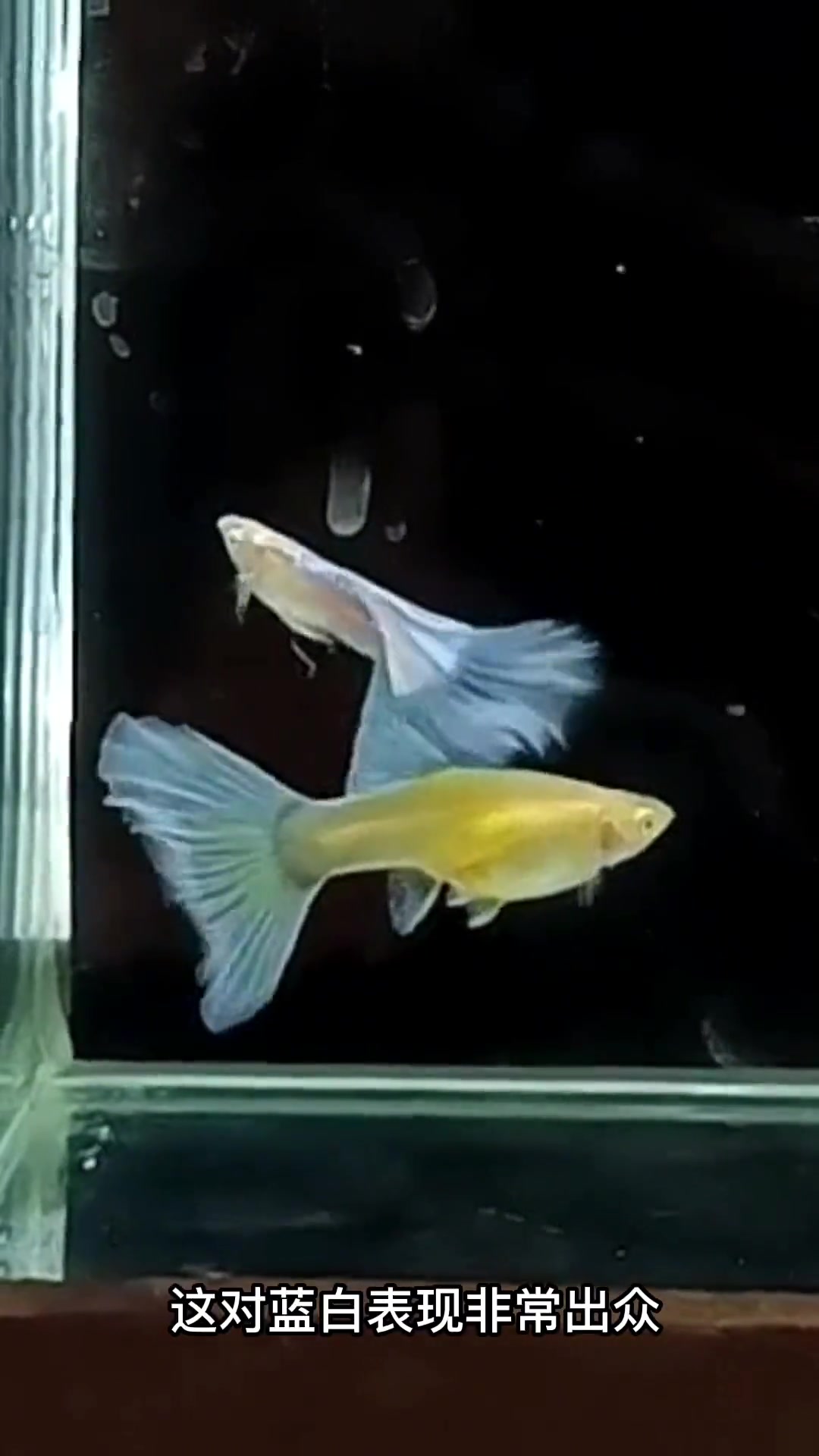 「孔雀鱼」泰国这次大赛部分获奖鱼!观赏鱼 热带观赏鱼 养鱼 精品孔雀鱼