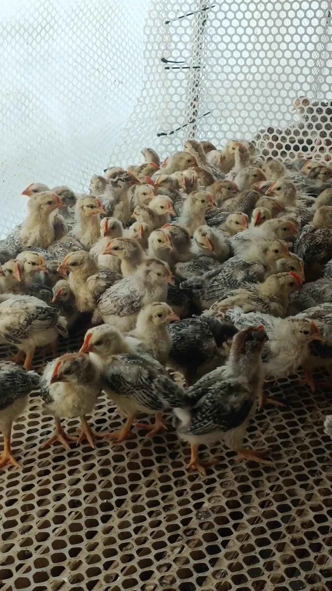 一个多月出栏白芦花鸡苗子