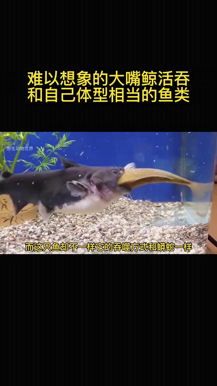 一口吃一个的大嘴鱼