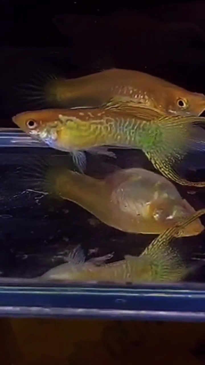 「孔雀鱼」有人定制蛇纹双剑的视频,拿出来看看