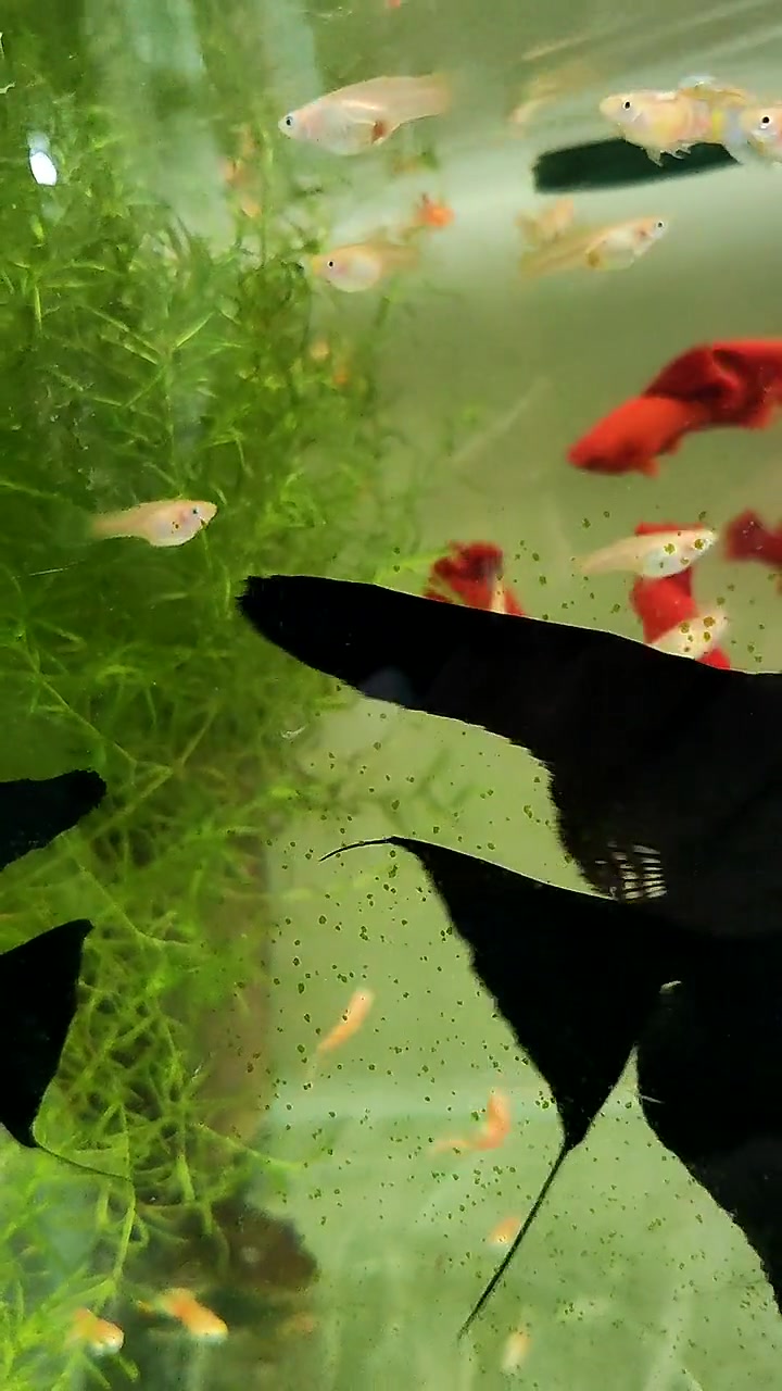 阳台混养的一个鱼缸