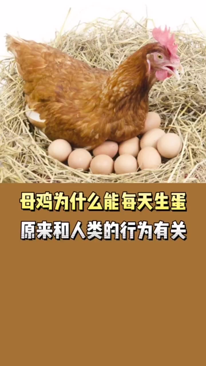 母鸡为什么每天都能生蛋?原来和人类这一行为有关!