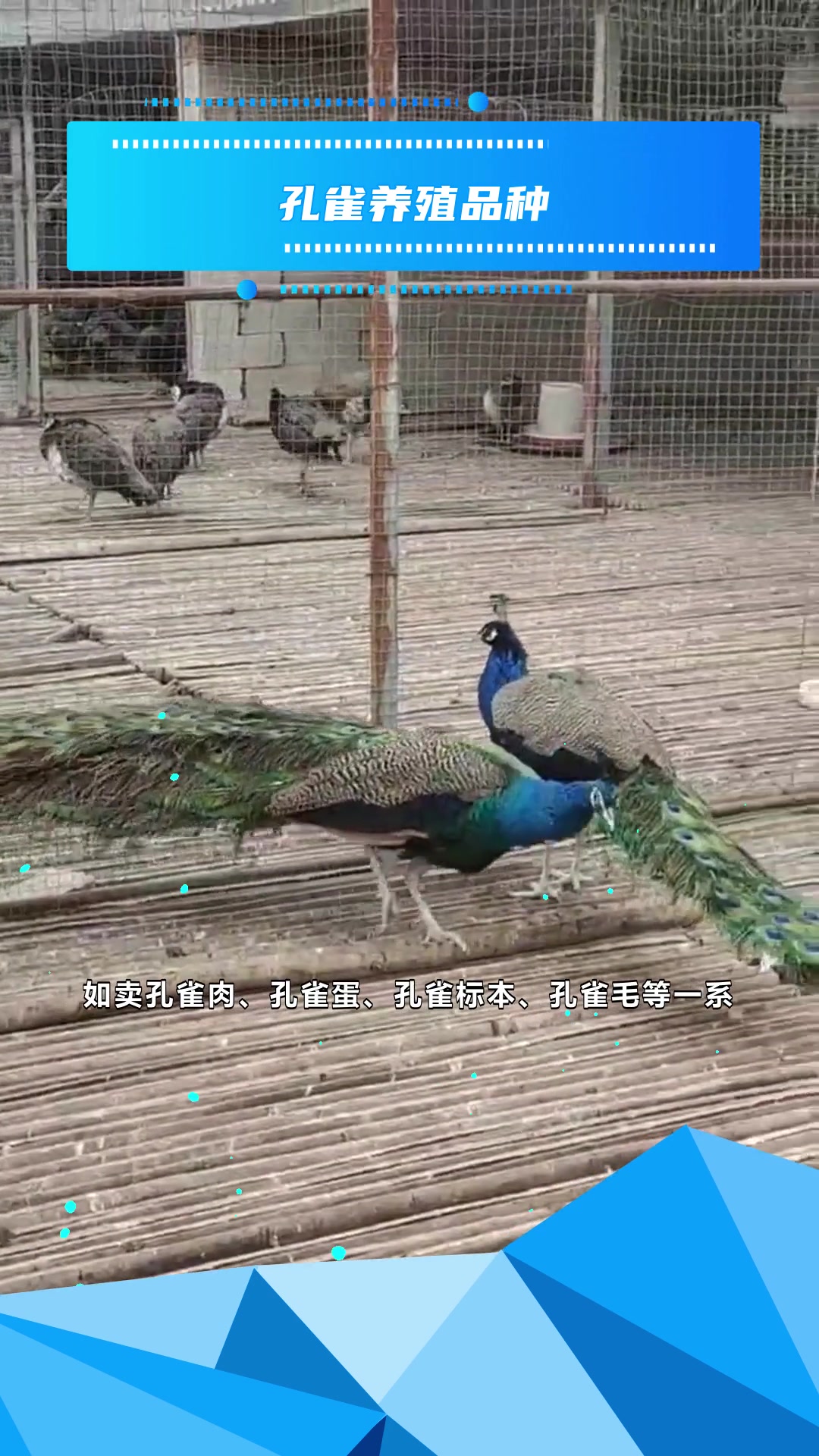 现在养孔雀利润分析