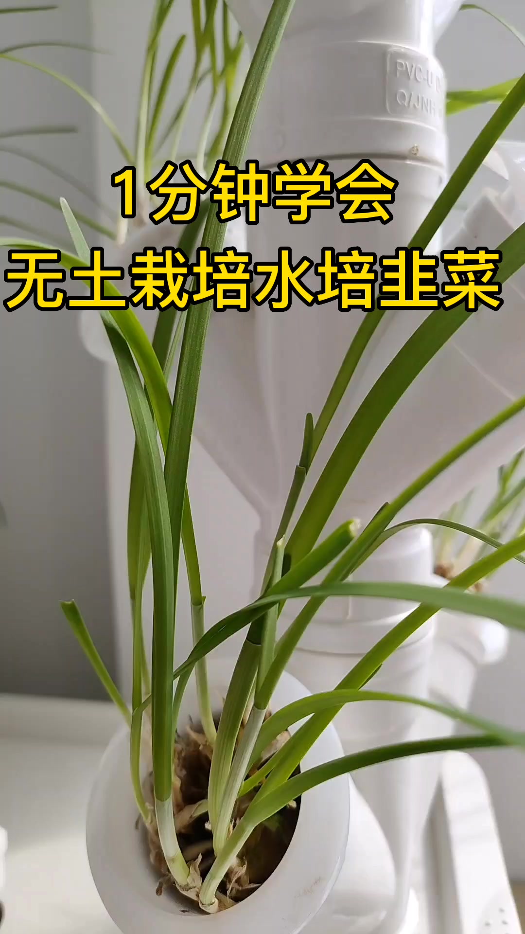 1分钟学会无土栽培水培韭菜
