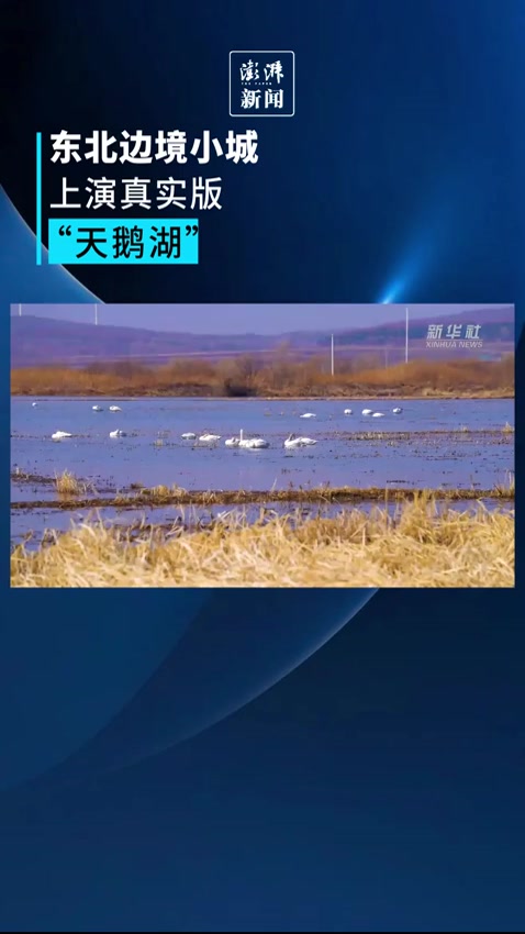 东北边境小城上演真实版“天鹅湖”