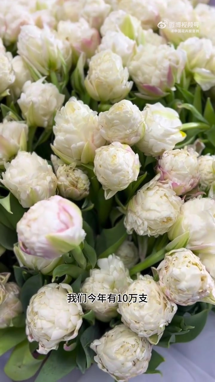 郁金香里的爱马仕‘冰激淋’。最贵、最难种、最好看、最稀有,花期可长达21天