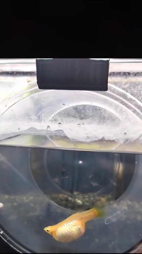 腹水与怀孕的区别