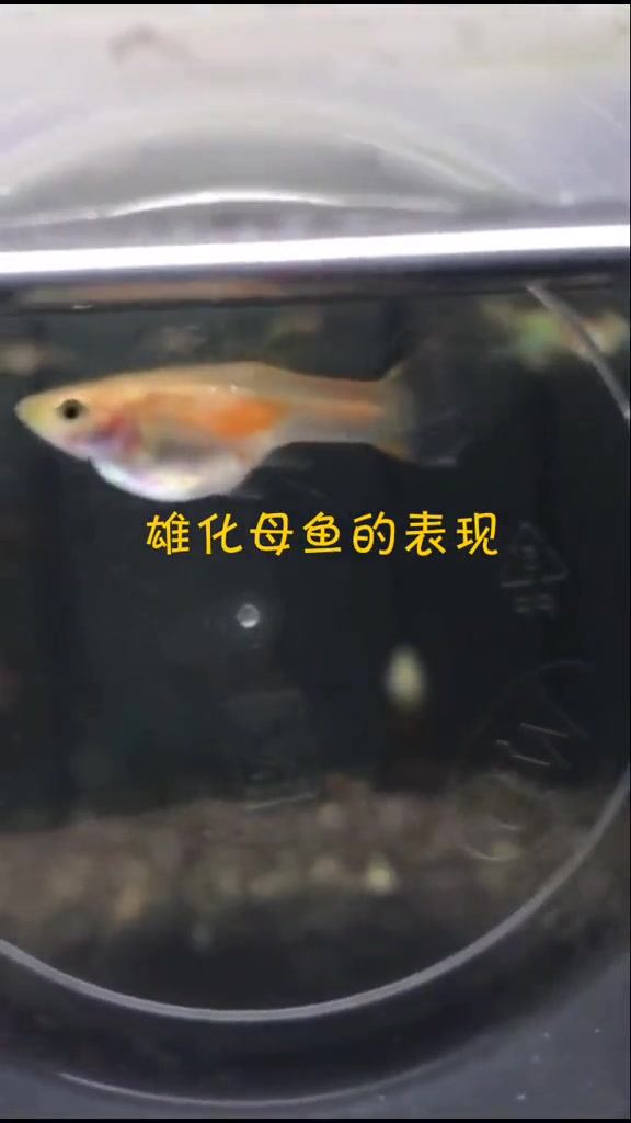 今天在我的巡视各缸鱼只状态的时候,发现了一条雄化母鱼,今天把它的表现照下来,给大家看看