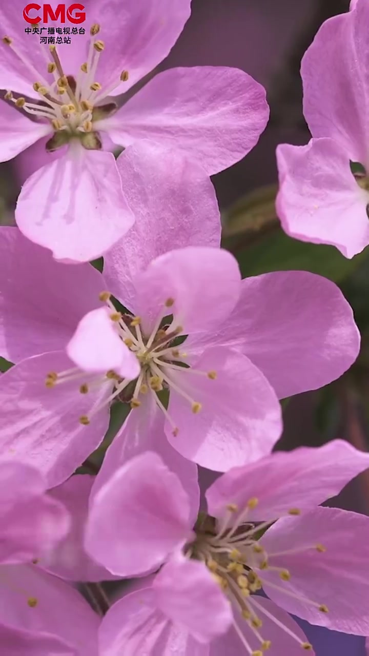 「怦然心动!诗词里的海棠花开有画面了」“烟雨海棠花,春夜沈沈酌。”近日,河南驻马店,一百余