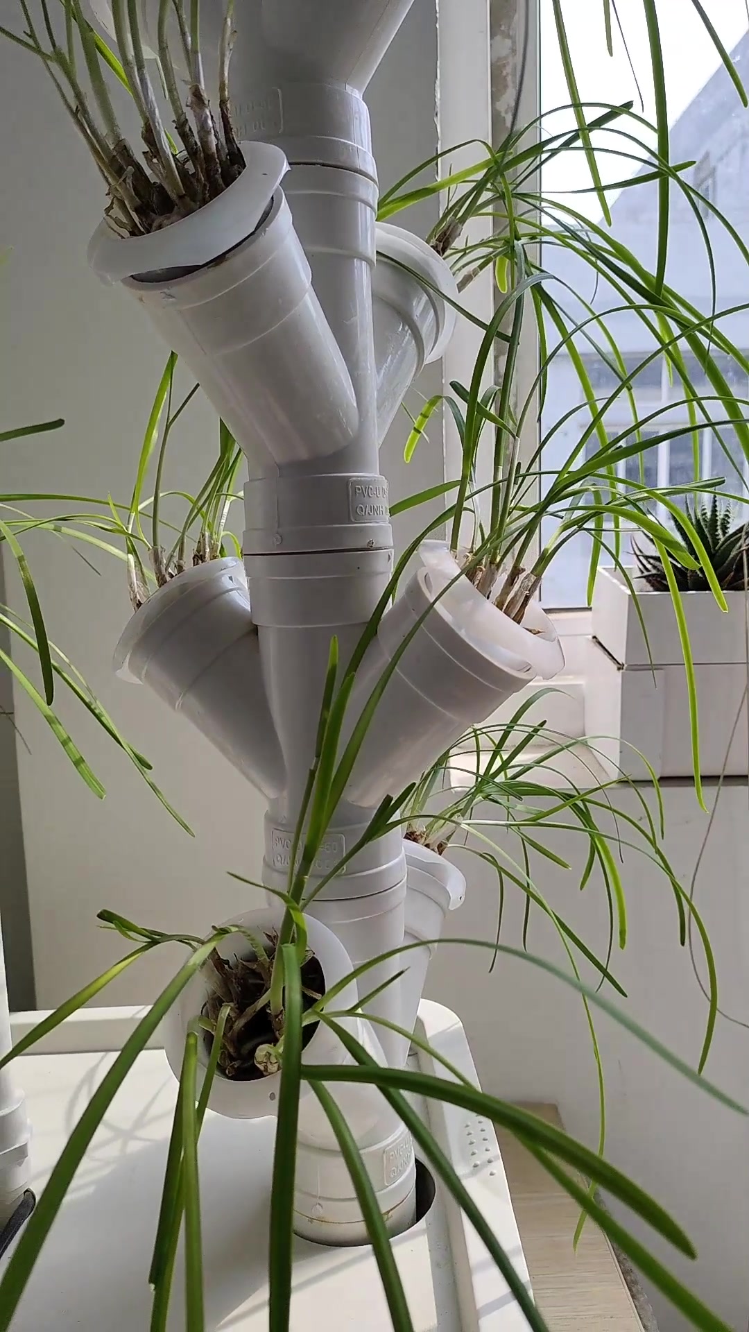 震惊!无土栽培水培韭菜居然可以这么搞