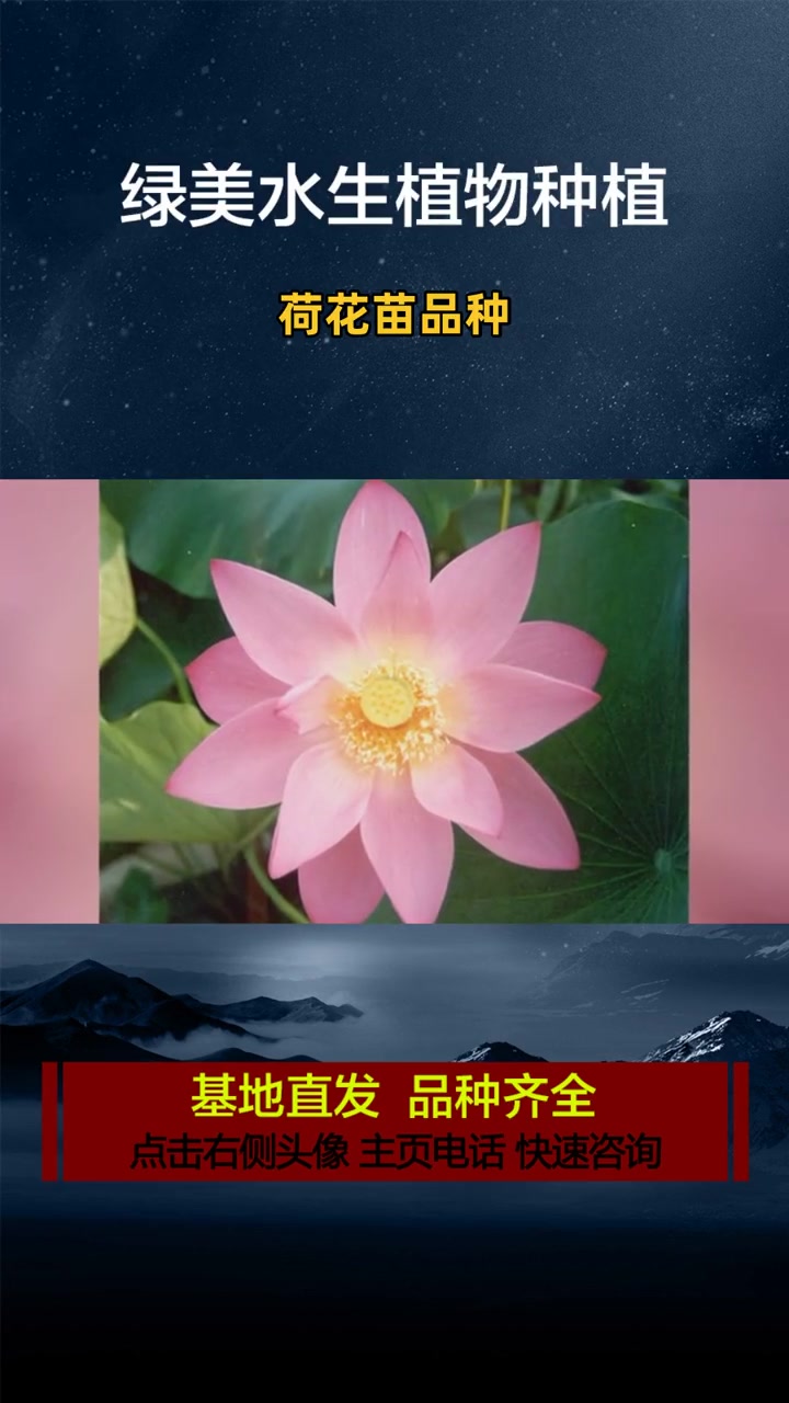 哪有卖荷花苗的 荷花苗品种 荷花苗种子