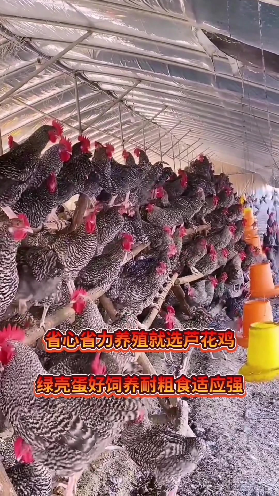 绿壳蛋鸡养殖基地