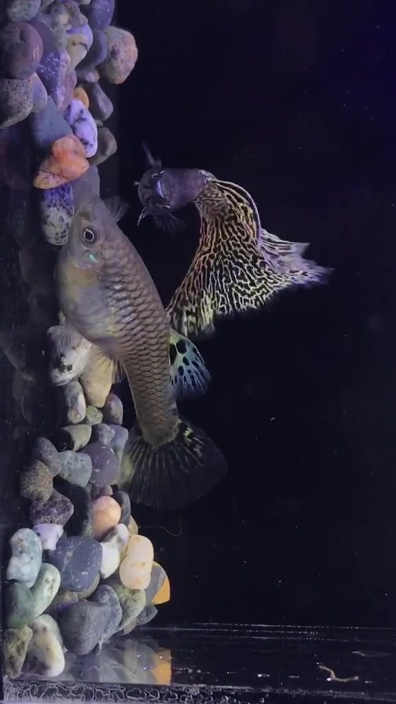 孔雀鱼之金属蛇王4个月 孔雀鱼