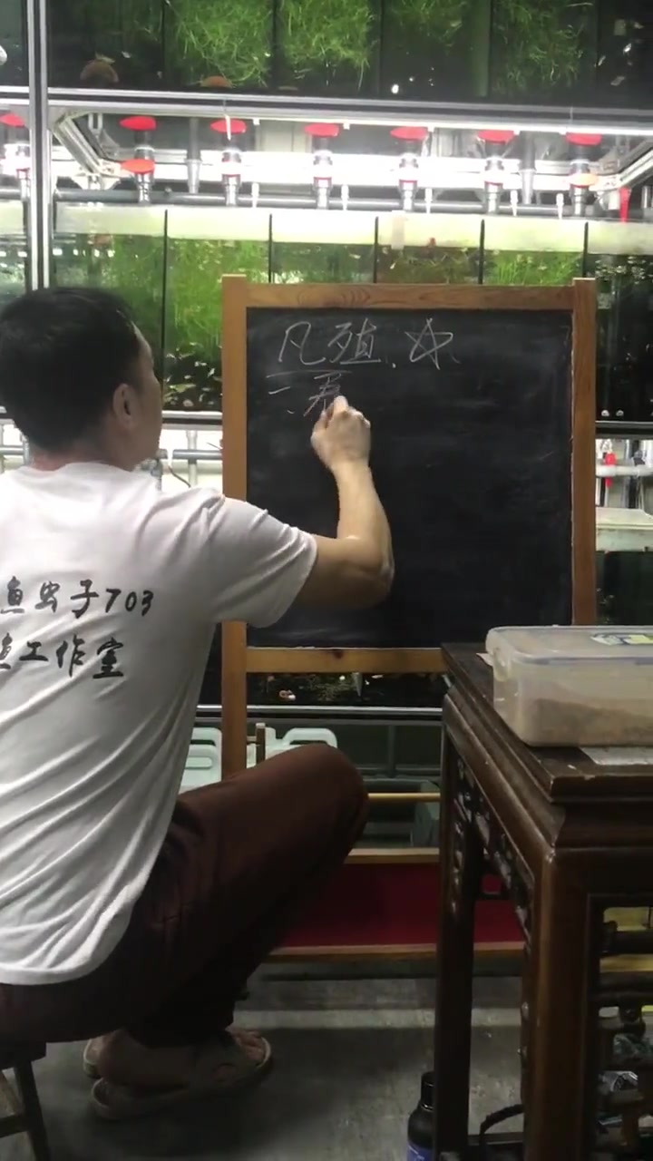 讲一下孔雀鱼的繁殖
