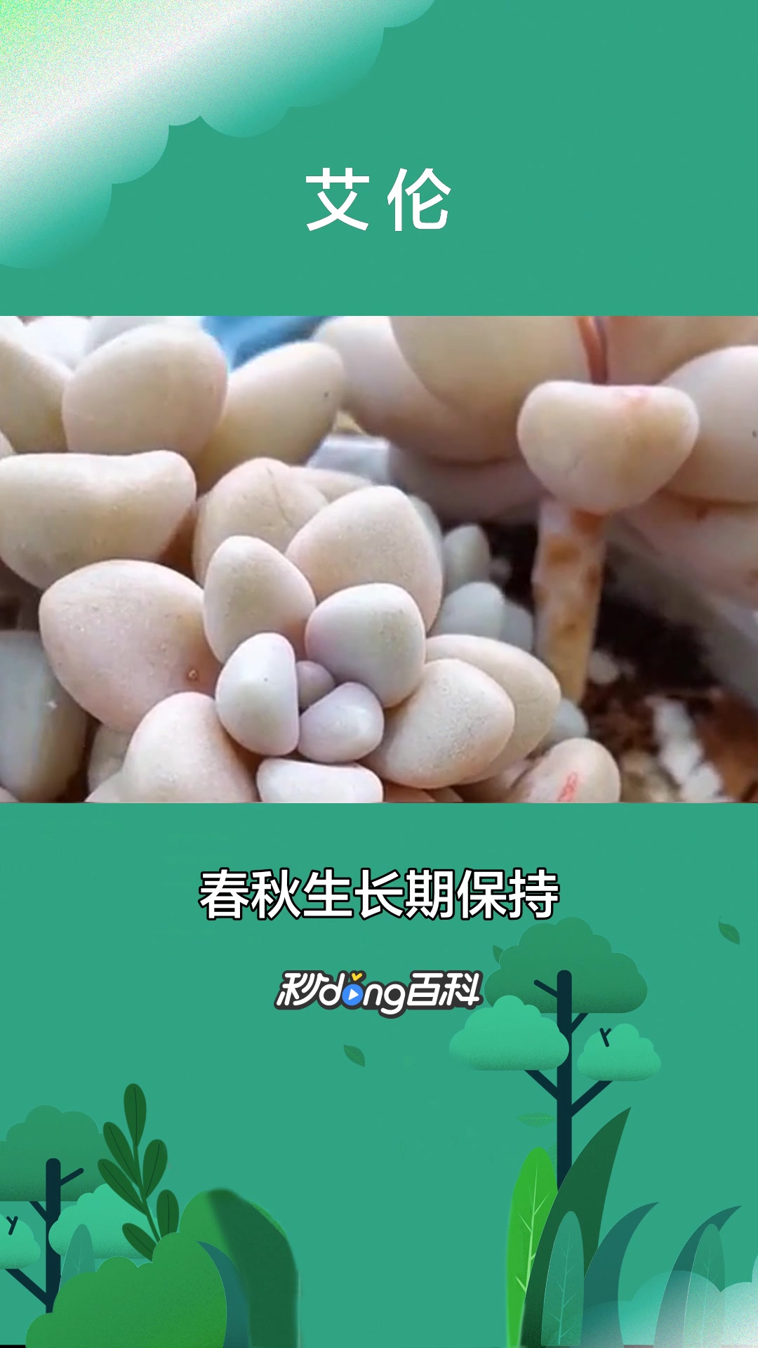 一分钟了解多肉植物艾伦