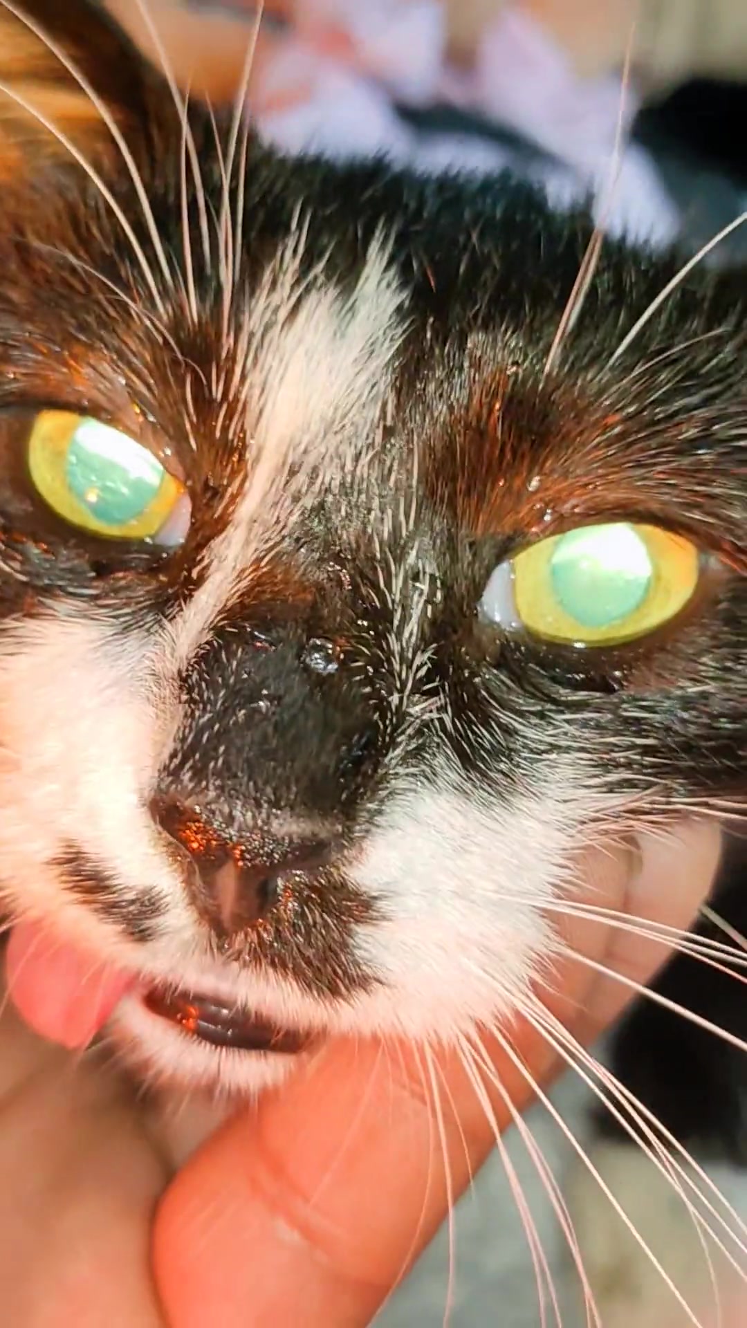 有时候外面流浪猫肚子比较大,不一定是怀孕!你要观察她后边有没有黄液体流出!子宫蓄脓囊肿非常