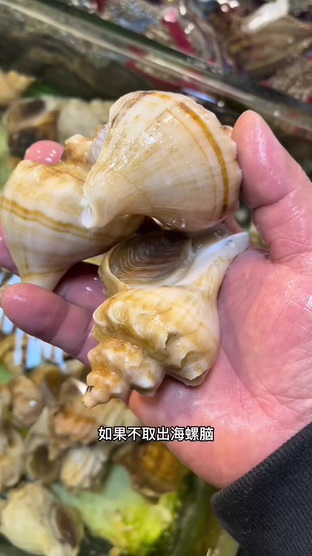 香螺头部中这两个白色物体,大家千万别吃,它有可能含有麻痹性,神经性,腹泻性等毒素,吃多了会