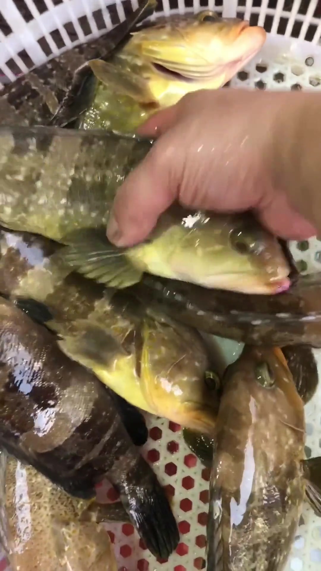 如何辨别野生石斑鱼和养殖石斑鱼 热门 过鱼